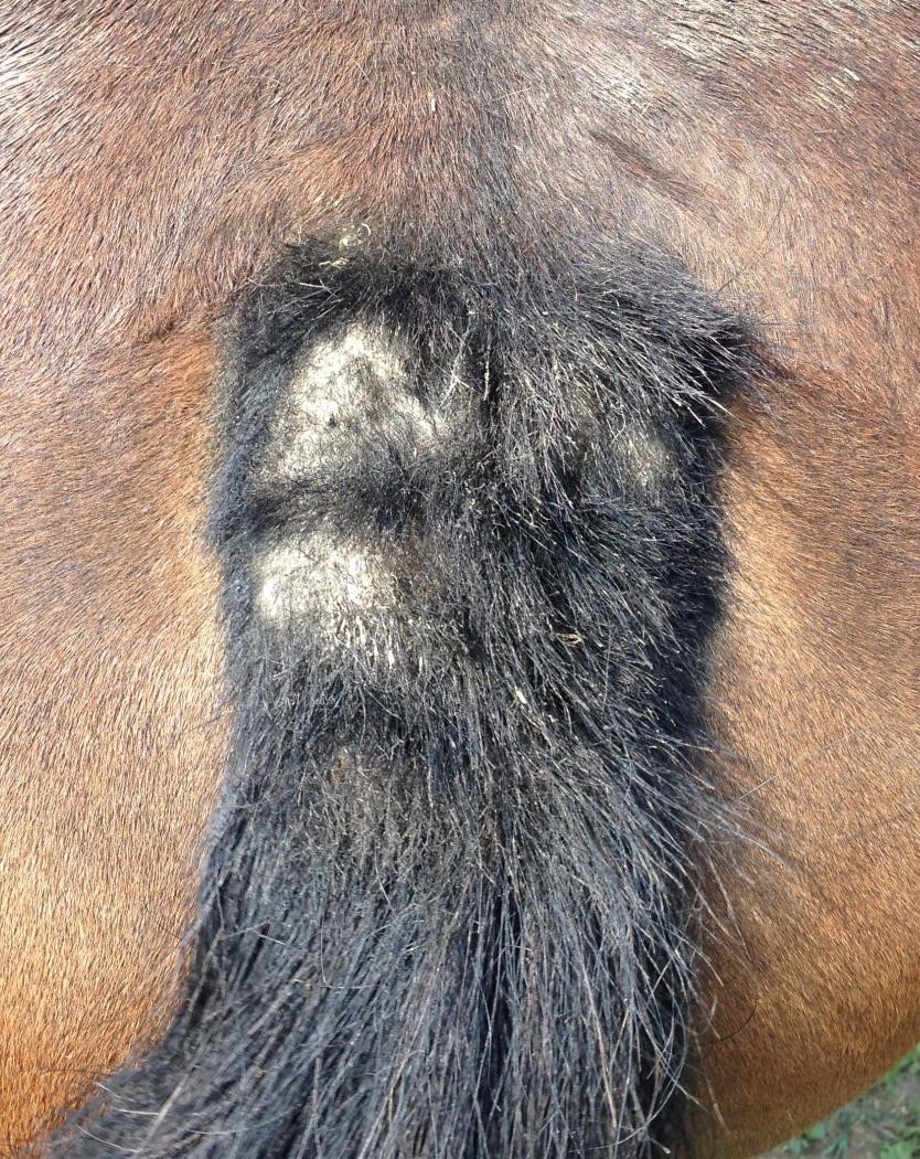Tail of a horse with summer eczema