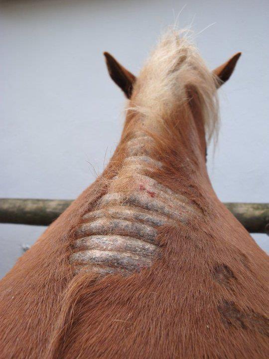 A picture of a horse with summer eczema